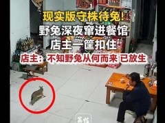 野兔窜进餐馆店主一筐扣住 深夜意外{访客}被放生